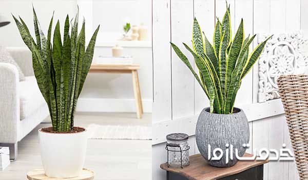 گیاه سانسوریا - گیاهان آپارتمانی مقاوم به کم نوری 